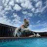 The