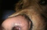 Jaime