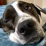 Molly