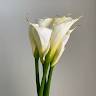 Nayef