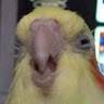 Kevin
