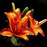 Liliam