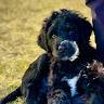 Ryan