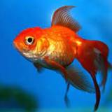 Ofelia