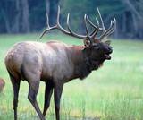 ELK