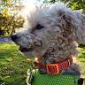 Jazzmen