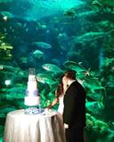 AmigWedding2017