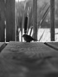 GrayCatVintage