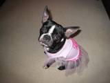 Pugbug77