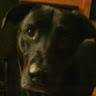 Alan