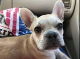 crazyfrenchiemom