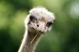 Ostrichka