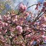Alicia