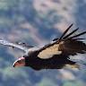 Condor
