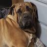 Sadie