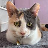 Arya