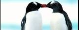 pinguino