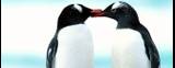pinguino