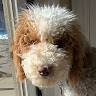 Abby