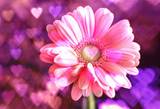 RosesAreRed