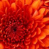 queenalikiss