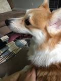 JigglyPoof