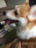 JigglyPoof