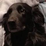 Jodi
