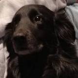 Jodi