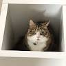 Janet