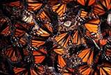 monarchmom