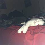 Samantha