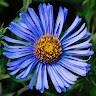 Aster