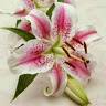 Mariam