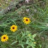 Maria