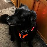 Bob