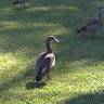 Finn