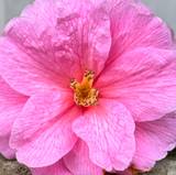 Rossana