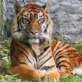 Loree