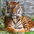 Loree