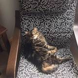 Libby
