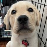 Tim