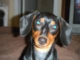 Cherie