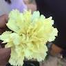 Jamillah