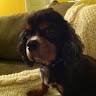 Toby
