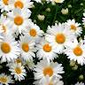 Anne