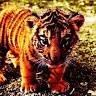 20lazytiger