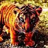 20lazytiger