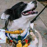 Mora