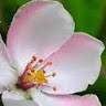 Jasmine